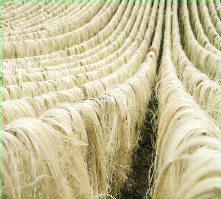 Sisal Fibres Sayari AgroProducts